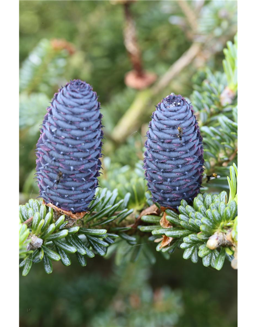 Koreatanne 'Blue Emperor'