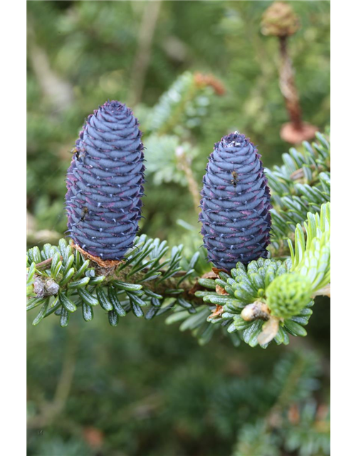 Koreatanne 'Blue Emperor'