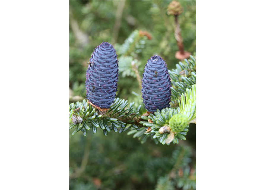 Koreatanne 'Blue Emperor'