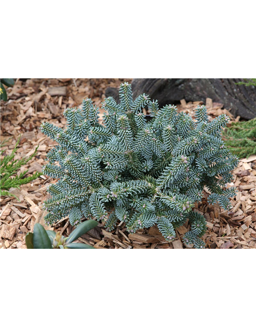 Koreatanne 'Blue Emperor'