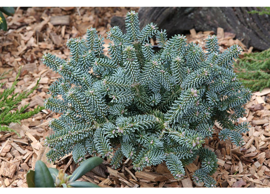 Koreatanne 'Blue Emperor'