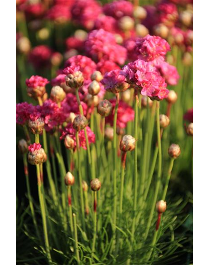 Armeria maritima 'Splendens'