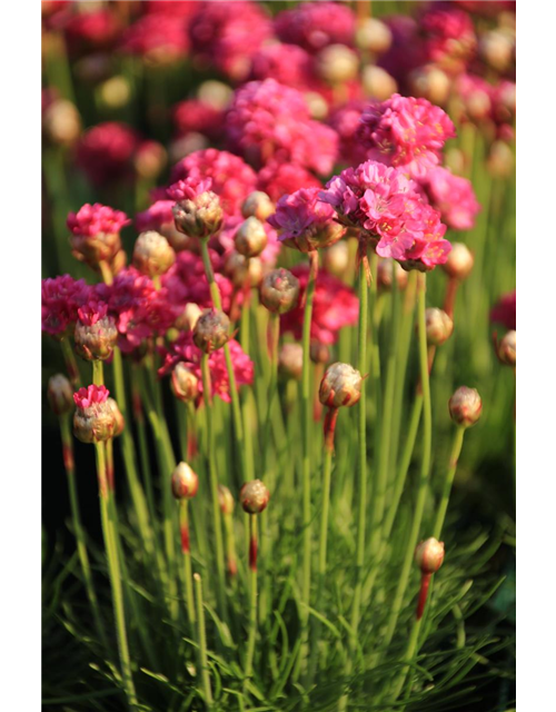 Armeria maritima 'Splendens'