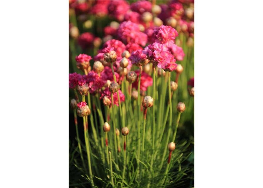 Armeria maritima 'Splendens'