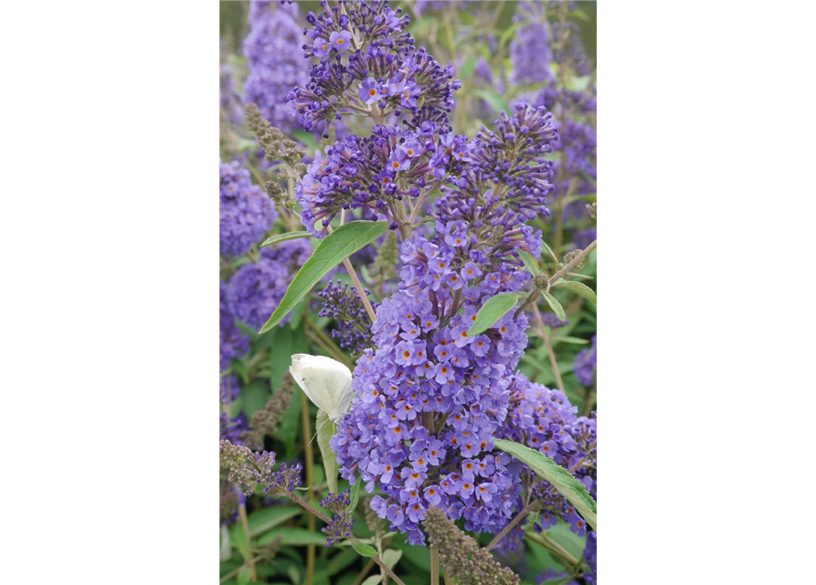 Sommerflieder 'Ellens Blue'