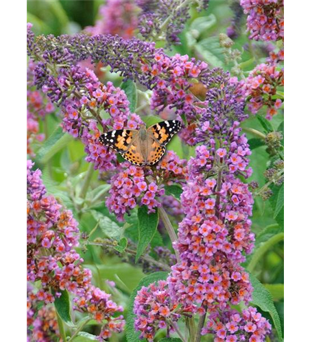 Sommerflieder 'Flower Power'®