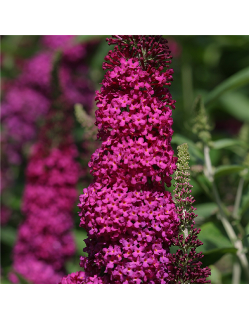 Schmetterlingsflieder 'Miss Molly'