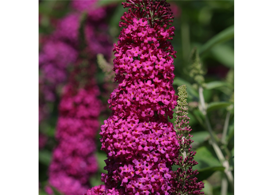 Schmetterlingsflieder 'Miss Molly'