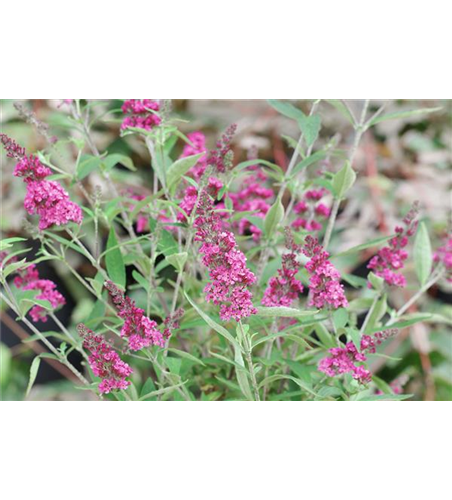 Schmetterlingsflieder 'Miss Molly'