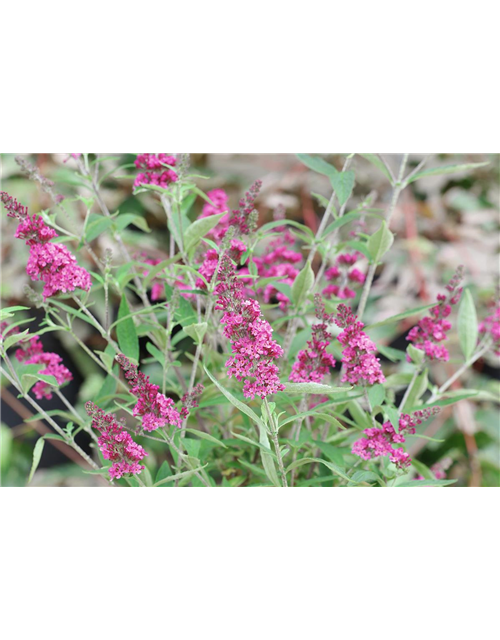 Schmetterlingsflieder 'Miss Molly'