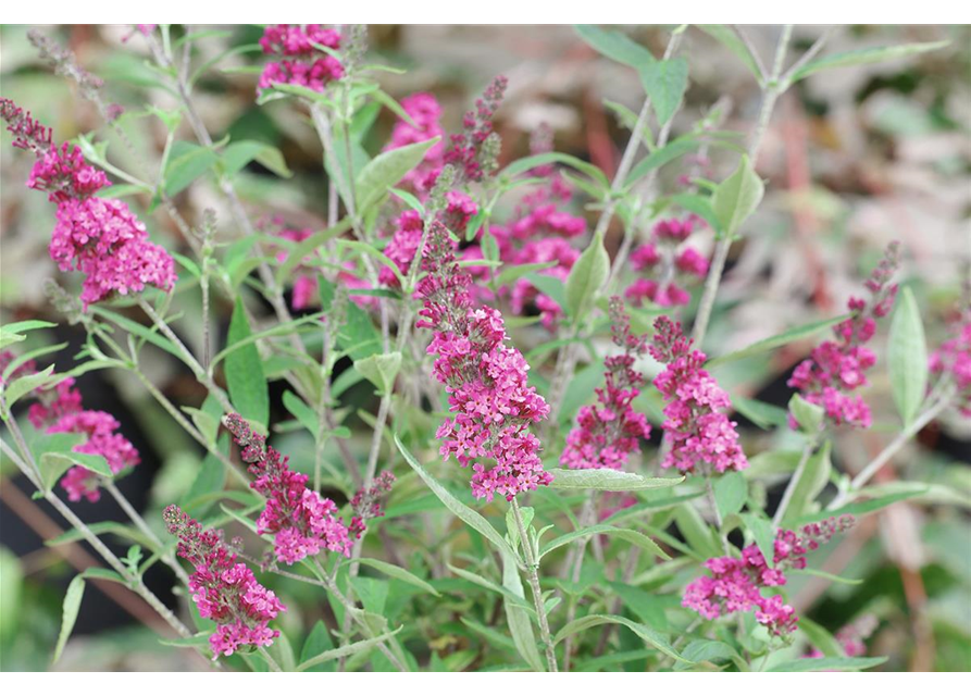 Schmetterlingsflieder 'Miss Molly'