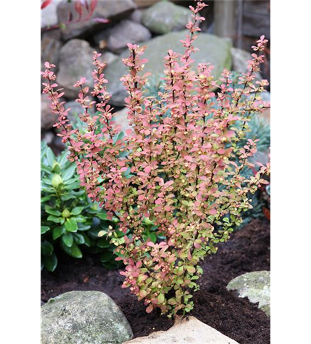 Berberitze 'Orange Rocket'®