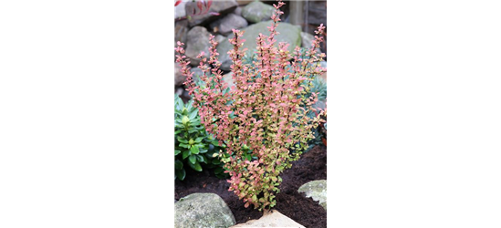 Berberitze 'Orange Rocket'®