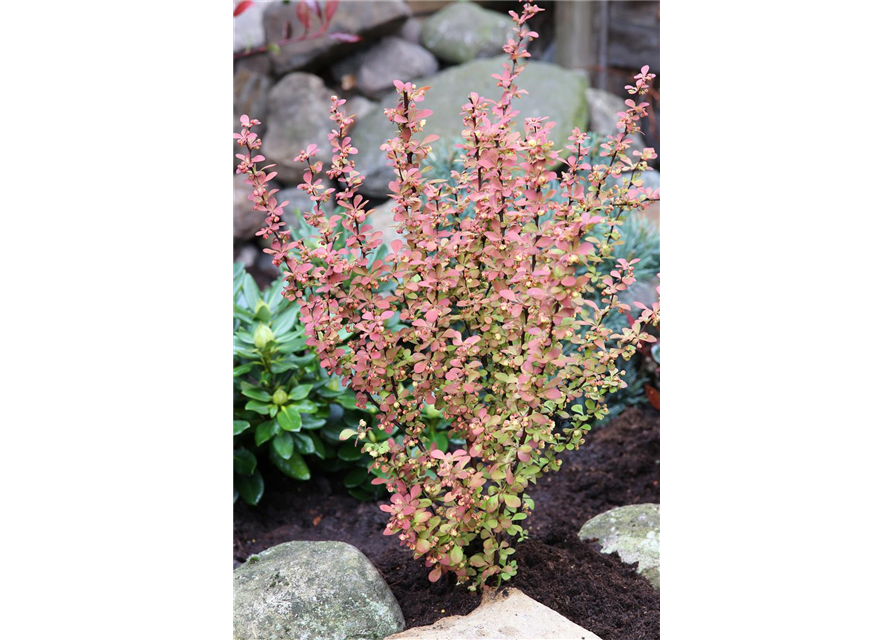 Berberitze 'Orange Rocket'®