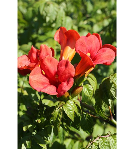 Trompetenblume 'Flamenco'