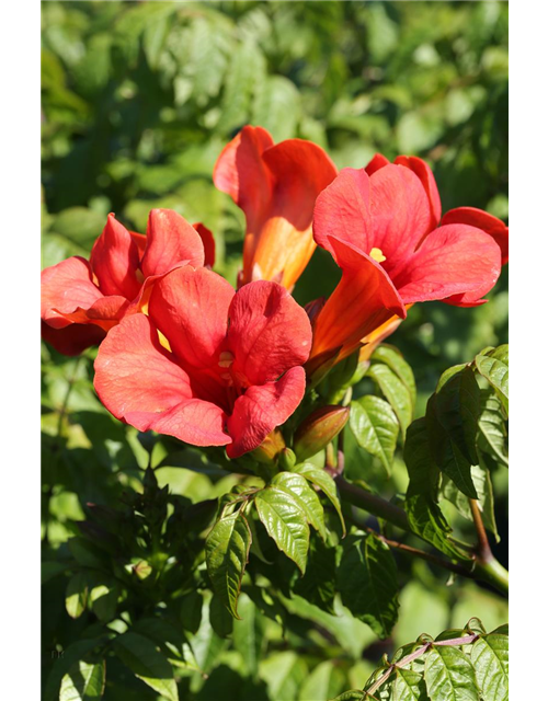 Trompetenblume 'Flamenco'