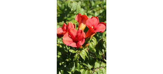 Trompetenblume 'Flamenco'