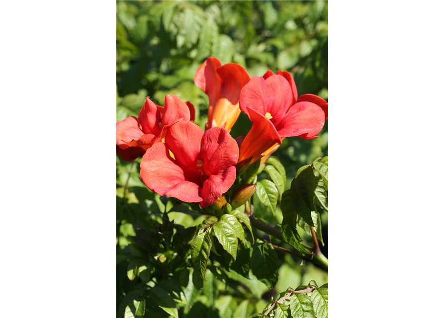 Trompetenblume 'Flamenco'