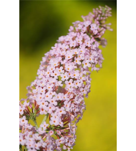 Sommerflieder 'Pink Panther'