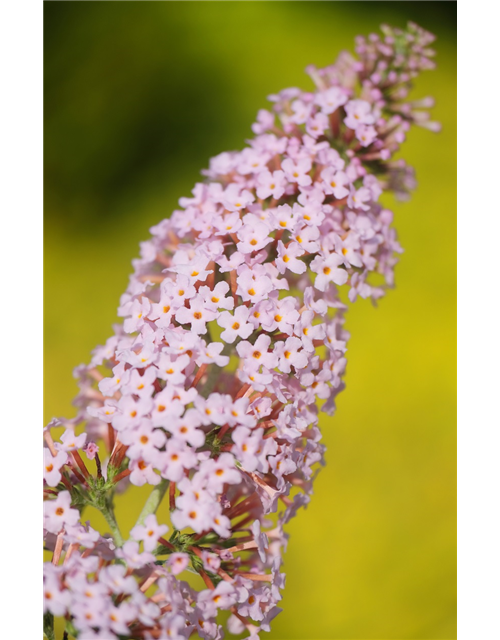 Sommerflieder 'Pink Panther'