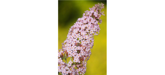 Sommerflieder 'Pink Panther'