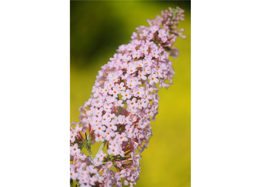 Sommerflieder 'Pink Panther'