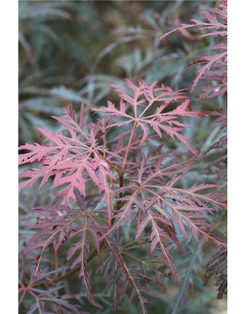 Fächerahorn 'Inaba-shidare'