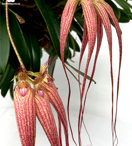 Bulbophyllum Elizabeth Ann Buckleberry