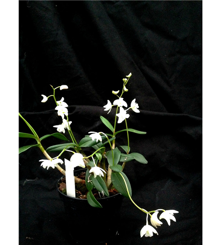 Dendrobium kingianum alba