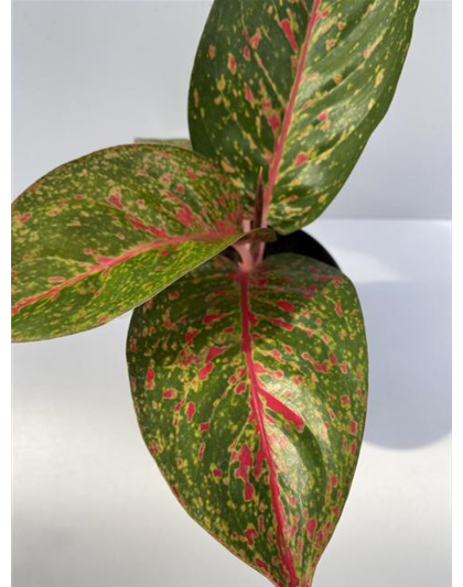 Aglaonema Star Dust