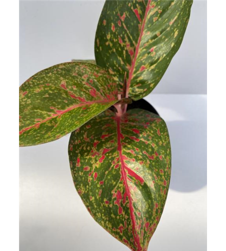 Aglaonema Star Dust