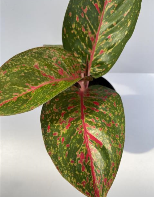 Aglaonema Star Dust