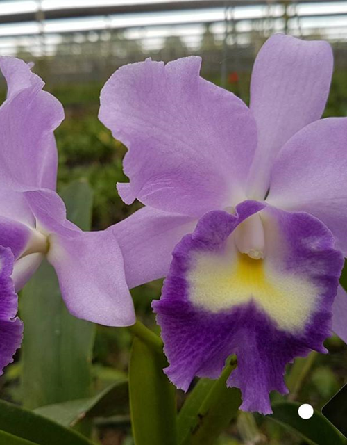 Cattleya Fitz Eugene Dixon 'TS'