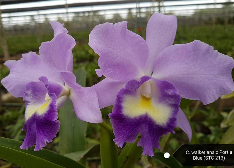 Cattleya Fitz Eugene Dixon 'TS'