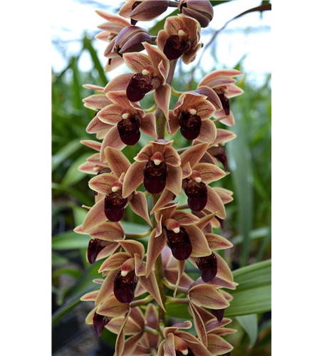 Cymbidium Arthur Meddellin Padilla