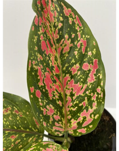 Aglaonema Venus