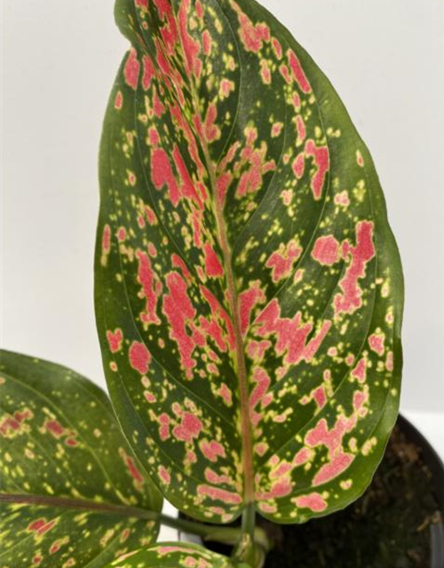 Aglaonema Venus