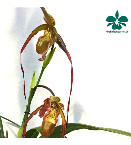 Phragmipedium Nitidissimum