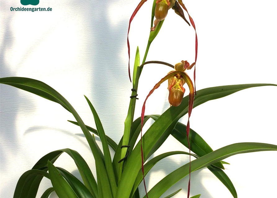 Phragmipedium Nitidissimum