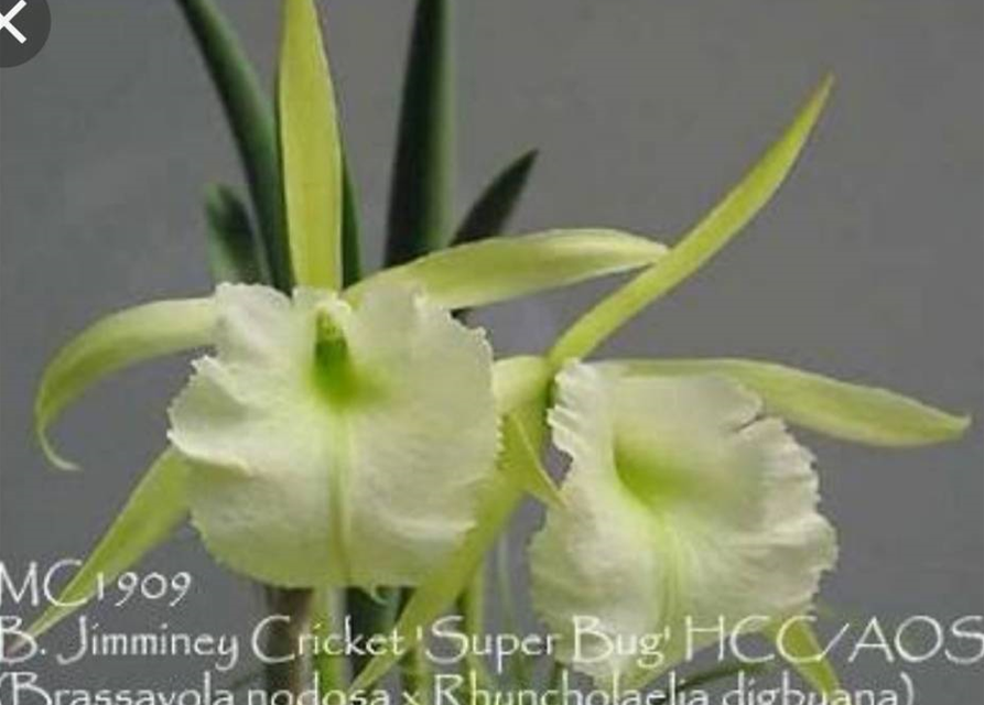 B. Jiminey Cricket 'Superbug' HCC/AOS