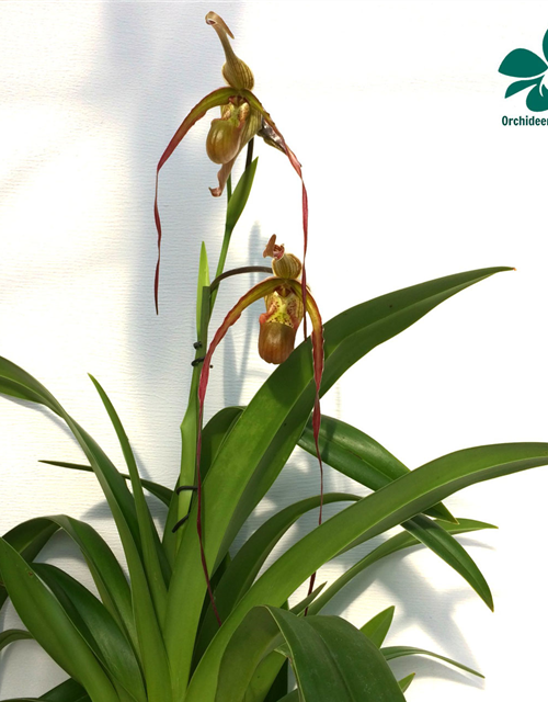 Phragmipedium Nitidissimum