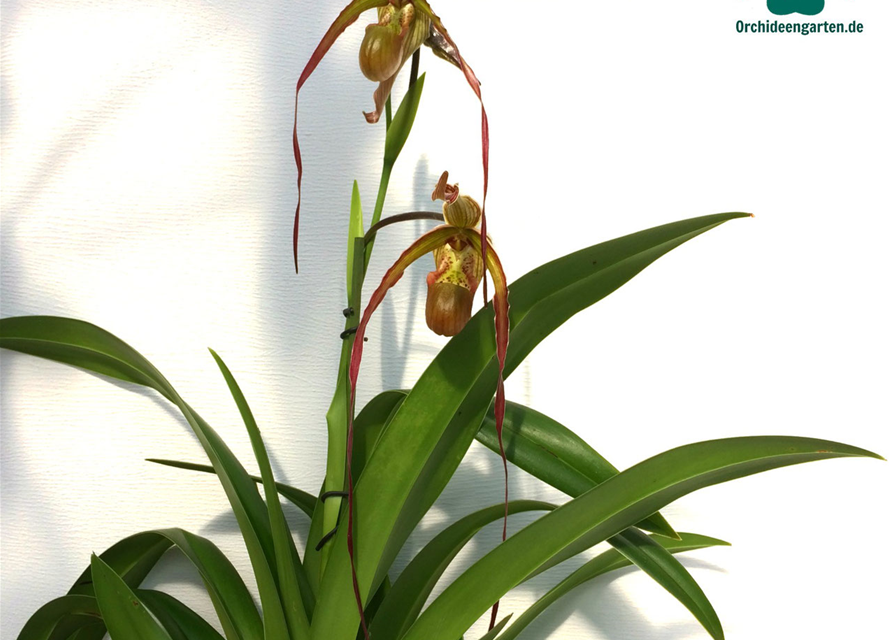 Phragmipedium Nitidissimum