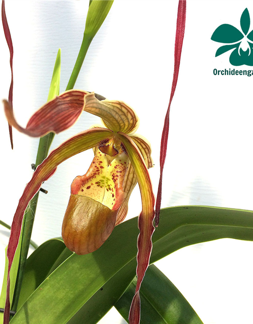 Phragmipedium Nitidissimum