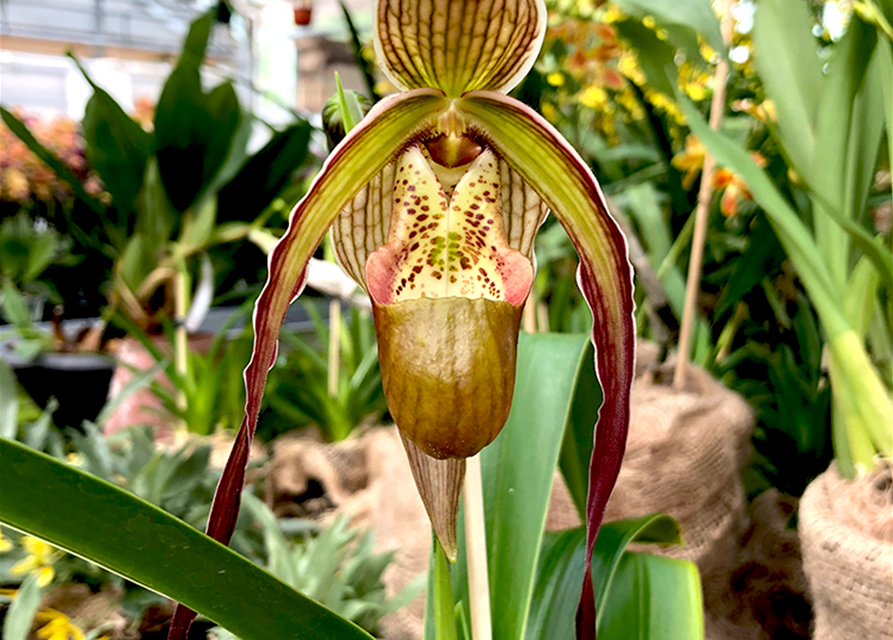 Phragmipedium Nitidissimum