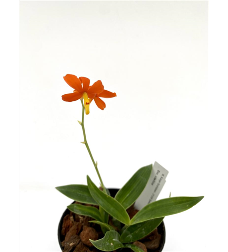 Encyclia vitellina 