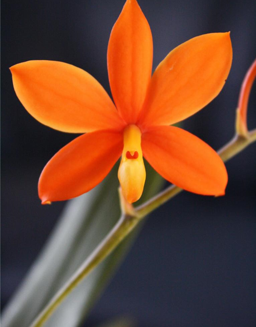 Encyclia vitellina 