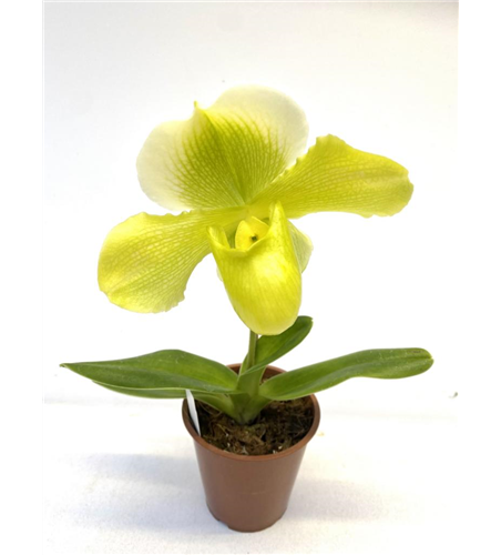 Paphiopedilum Hybride gelb-weiß