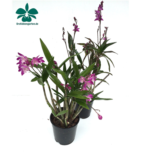 Dendrobium kingianum erecta