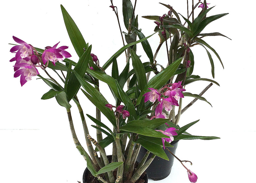 Dendrobium kingianum erecta