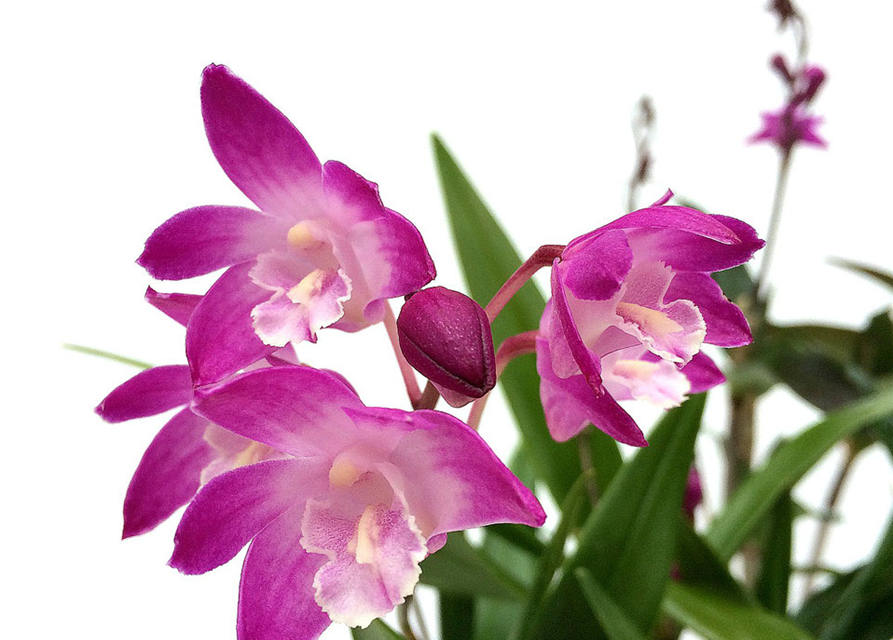 Dendrobium kingianum erecta